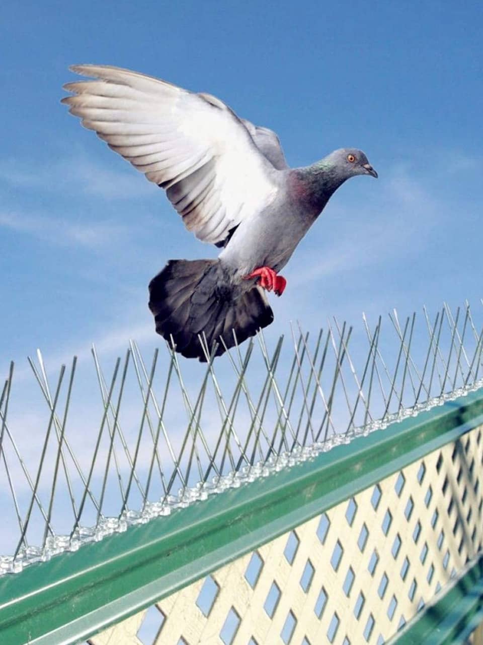 Pigeon-Net-Service-In-Hyderabad
